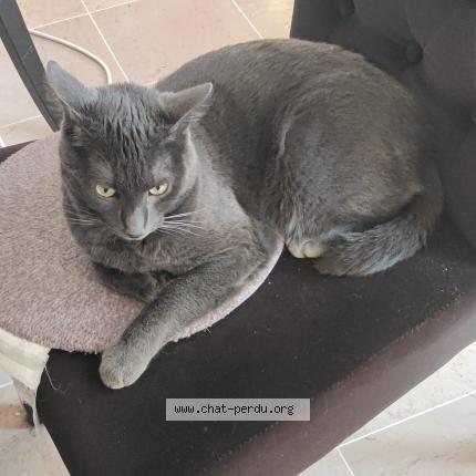 Photo 1/1 Chat retrouvé Perdu à Besancon