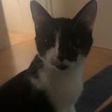 Photo de chat perdu à Orleans