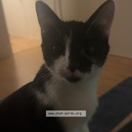Photo 1/1 Fefe Chat perdu à Orleans