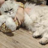 Photo de chat perdu à Allonnes