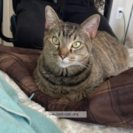 Photo 1/1 Dream Chat perdu à Huntsville