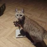 Photo de chat perdu à Le Mans