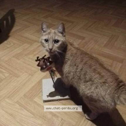 Photo 1/1 poupune Chat perdu à Le mans