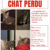 Photo de chat perdu à Chavanod