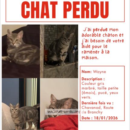 Photo 1/1 Wayne Chat perdu à Chavanod