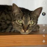 Photo de chat perdu à Thouars