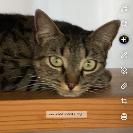 Photo 1/1 Sacha Chat perdu à Thouars