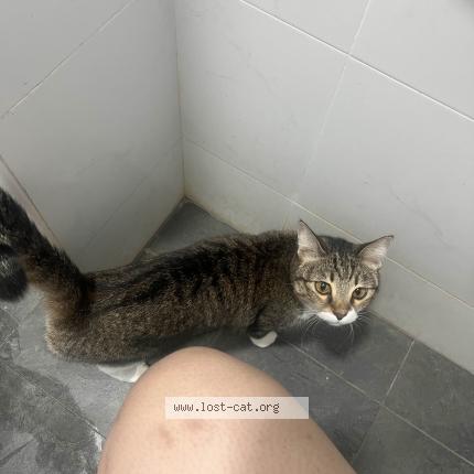 Photo 1/1 Latte Chat perdu à Singapore