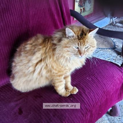 Photo 2/2 Chat trouvé Trouvé à Loye sur arnon