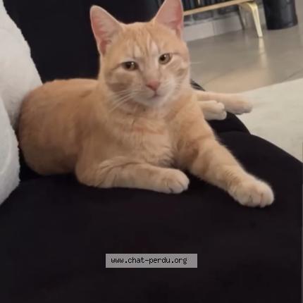 Photo 1/1 Rifki Chat perdu à Estrablin