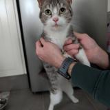 Photo de chat trouvé à Nointel