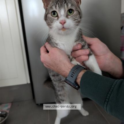 Photo 1/1 Chat trouvé Trouvé à Nointel