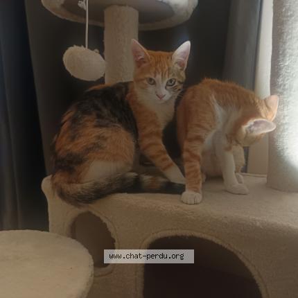 Photo 1/2 Chat retrouvé Perdu à Dourdan