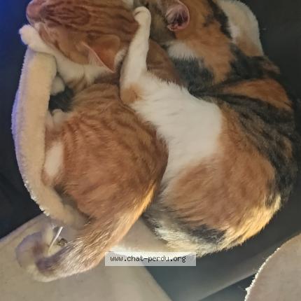 Photo 2/2 Chat retrouvé Perdu à Dourdan