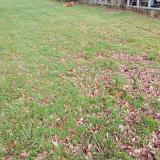 Photo de chat trouvé à Le Rheu