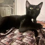 Photo de chat perdu à Sainte Marie La Mer