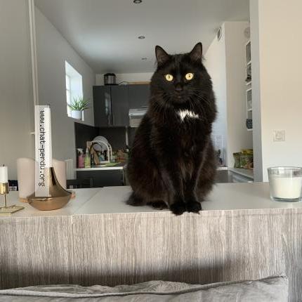 Photo 1/1 Chat retrouvé Perdu à Neoules