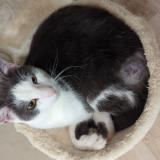 Photo de chat perdu à Dompaire