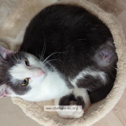 Photo 1/1 Vicomte Chat perdu à Dompaire