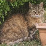 Photo de chat perdu à Ecrouves