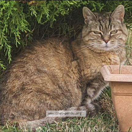Photo 1/1 CHIPIE Chat perdu à Ecrouves