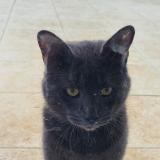 Photo de chat trouvé à La Foret Le Roi