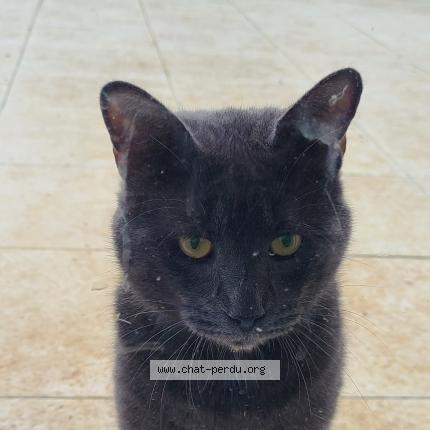 Photo 1/1 Chat trouvé Trouvé à La foret le roi