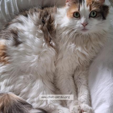 Photo 1/1 Chat retrouvé Perdu à Bayonne