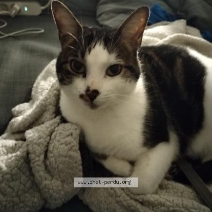 Photo 1/1 Chat retrouvé Perdu à Nimes