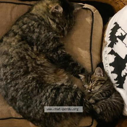 Photo 1/1 Chat retrouvé Perdu à Rots