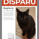 Photo de chat perdu à Marseille 15