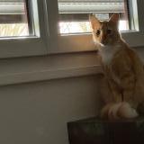 Photo de chat perdu à Carrieres Sur Seine