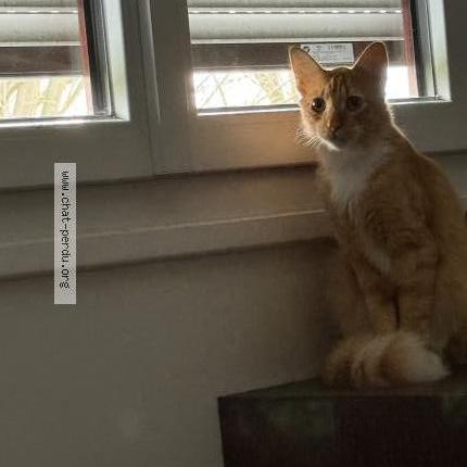 Photo 1/1 Chat retrouvé Perdu à Carrieres sur seine