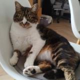 Photo de chat perdu à Lanhouarneau