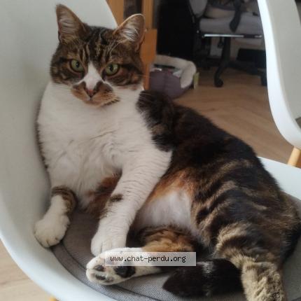 Photo 1/1 P'tit Guy Chat perdu à Lanhouarneau