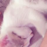 Photo de chat perdu à Dehradun