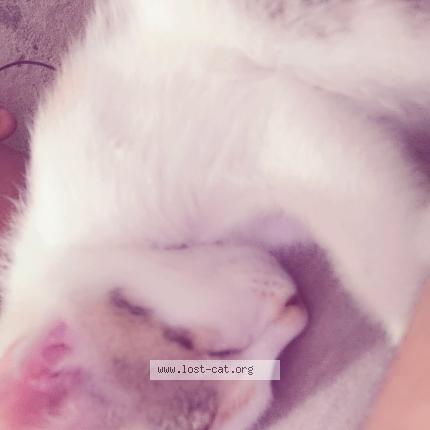 Photo 1/1 Bindu Chat perdu à Dehradun