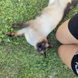 Photo de chat perdu à Romans Sur Isere