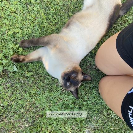 Photo 1/1 Beocca Chat perdu à Romans sur isere