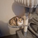 Photo de chat perdu à Nevers