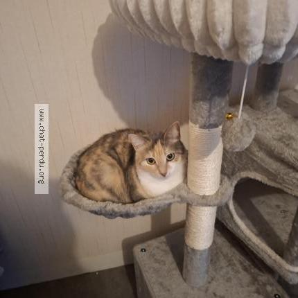 Photo 1/1 Lilou Chat perdu à Nevers