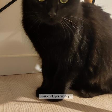 Photo 1/1 Chat trouvé Trouvé à Rochefort