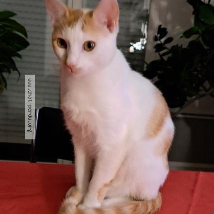 Photo 1/1 Chat retrouvé Perdu à Saint vincent de tyrosse