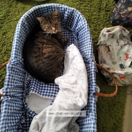 Photo 1/1 Chat retrouvé Perdu à Saint malo