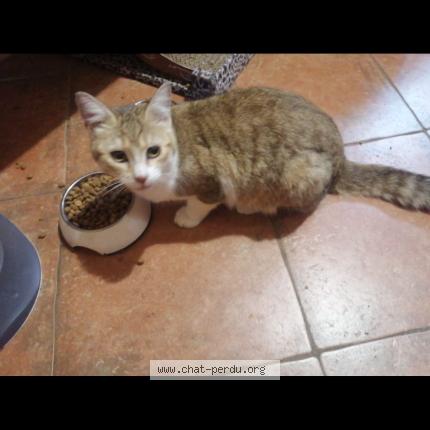 Photo 1/1 Indi Chat perdu à Bidart