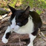 Photo de chat perdu à Montauban