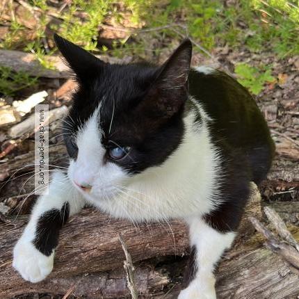 Photo 1/1 Gary Chat perdu à Montauban
