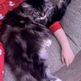 Photo de chat perdu à Flixecourt