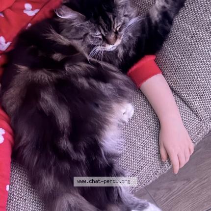 Photo 1/2 Pewee Chat perdu à Flixecourt