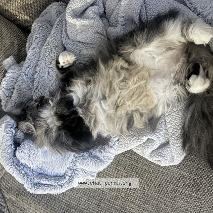 Photo 2/2 Pewee Chat perdu à Flixecourt